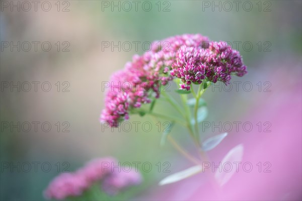 Showy stonecrop