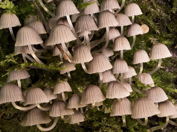 Group of bonnets