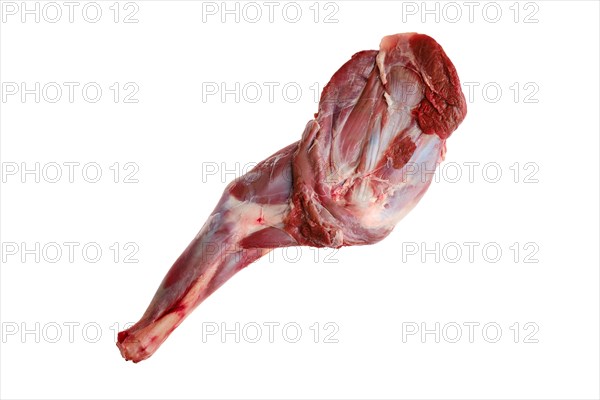Raw doe shoulder chuck isolated on white