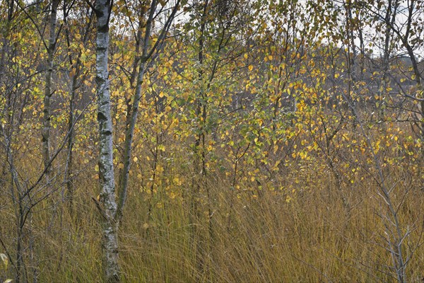 Warty birch