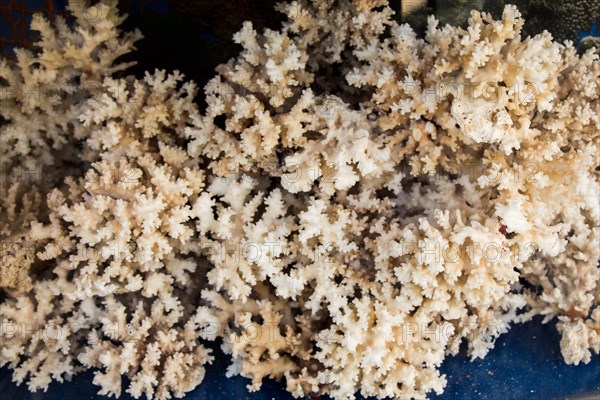 Collection of sea sponges found on a market stall