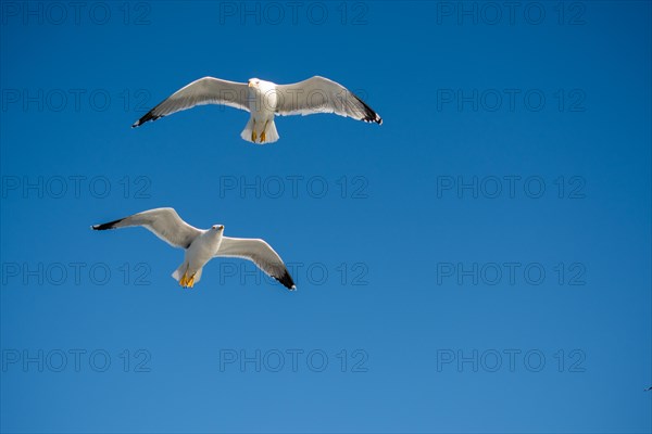 Pair of seagulls flying in blue a sky background