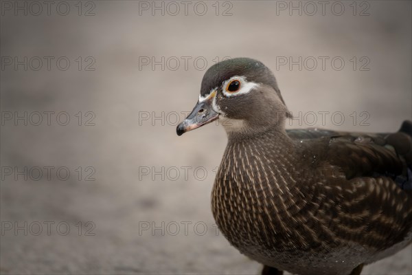 Wood duck