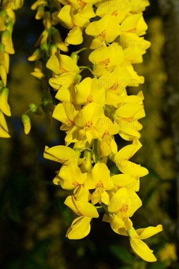 Golden rain flower panicle with a few open yellow flowers