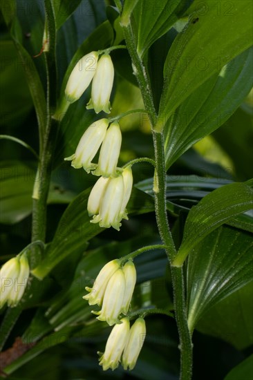 Solomon's seal Inflorescence with several white flowers in front of green leaves