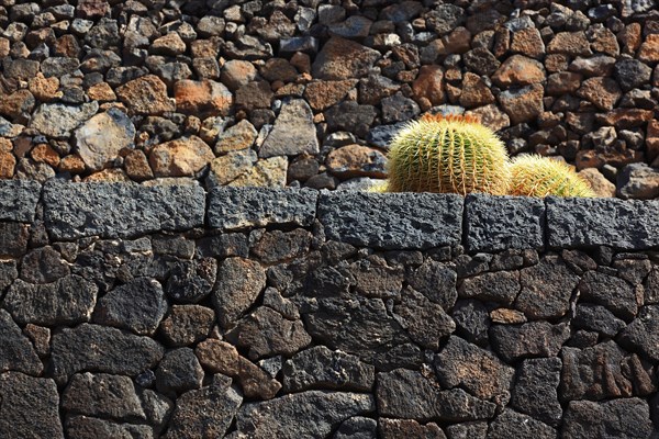 Golden barrel cactus