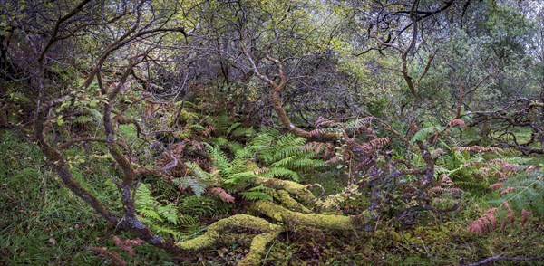 Forest with ferns in autumn