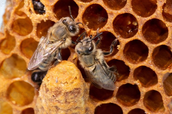 Honey bee two animals sitting at comb next to queen cell seeing different from behind