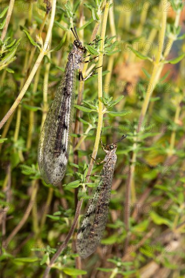 Spotted damselfly two animals with closed wings hanging on green stalks next to each other different vision