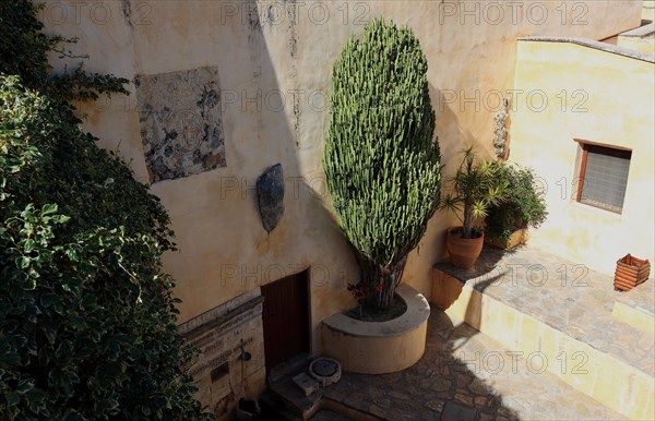 (Euphorbia) plant in the monastery complex of Preveli Monastery, Moni Preveli in the south of the island, Crete, Greece, Europe