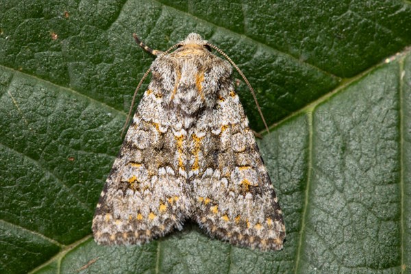 Blue-grey stone owl butterfly with closed wings sitting on green leaf from behind