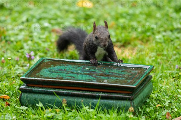 Squirrel standing at table with water in green grass leaning from the front looking in