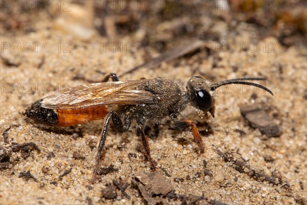 Grasshopper sand wasp seen on sandy soil on the right