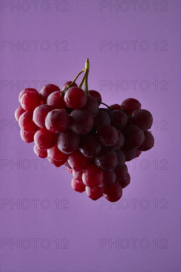 Red grape branch on violet background