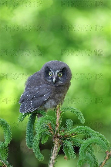 Tengmalm's Owl