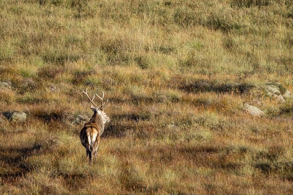 Red deer