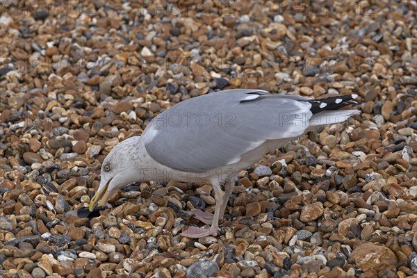 Seagull