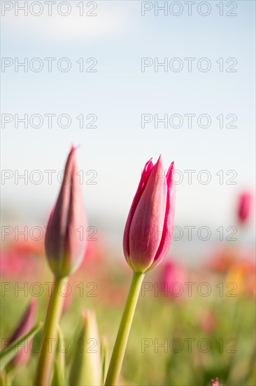 Fresh tulips of pink color in nature in spring time