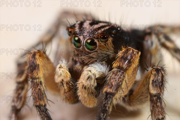 Jumping spider Aelurillus v-insignitus seen from front diagonally left