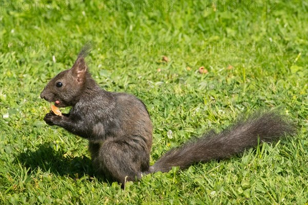 Squirrel holding nut in hands sitting in green grass looking left