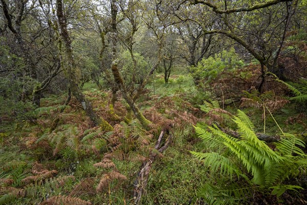 Forest with ferns in autumn