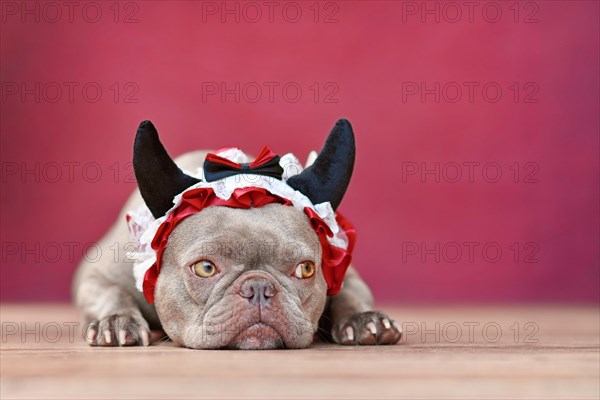 Cute French Bulldog dog wearing red devil horn headband with ribbon in front of red background