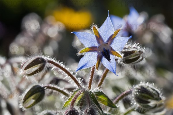 Borage