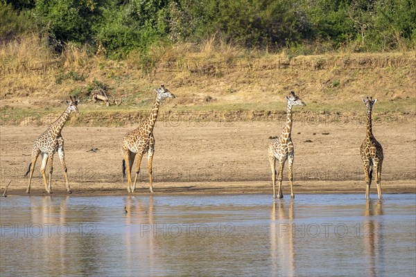 Rhodesian giraffe