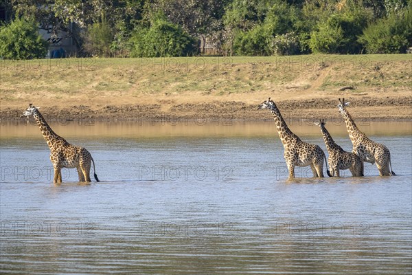 Rhodesian giraffe