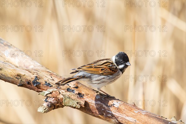 Reed Bunting