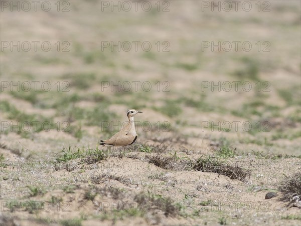 Saharan Courser