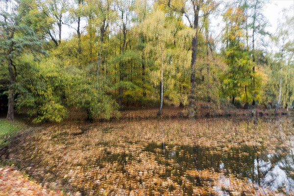 Autumnal coloured trees at a pond
