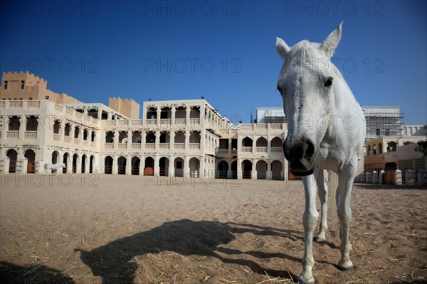 Arabian horse breeding stables in Al Jasra