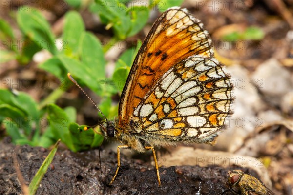 False Heath Fritillary with closed wings sitting on dung seen on left side