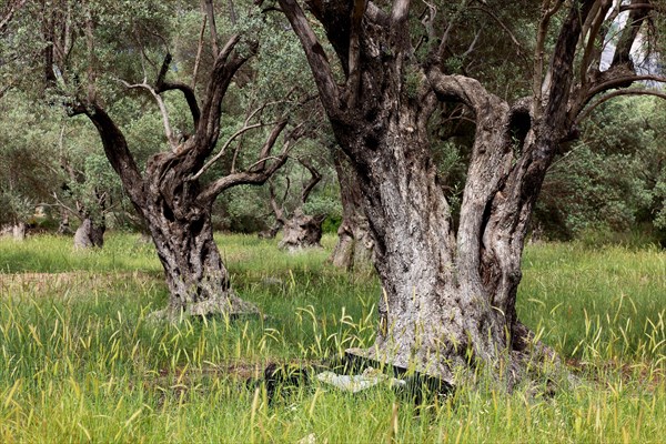 Old olive trees