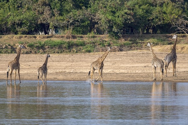 Rhodesian giraffe