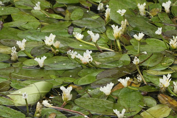 Cape-pondweed