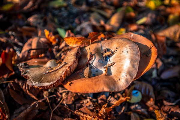 Three spring tuberous-leaved mushrooms