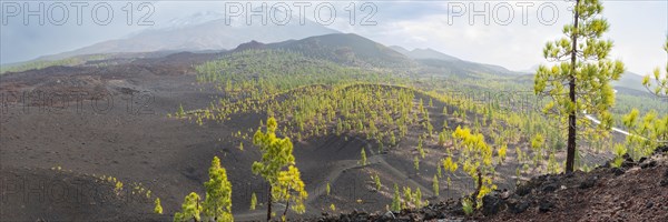 Canary island pines