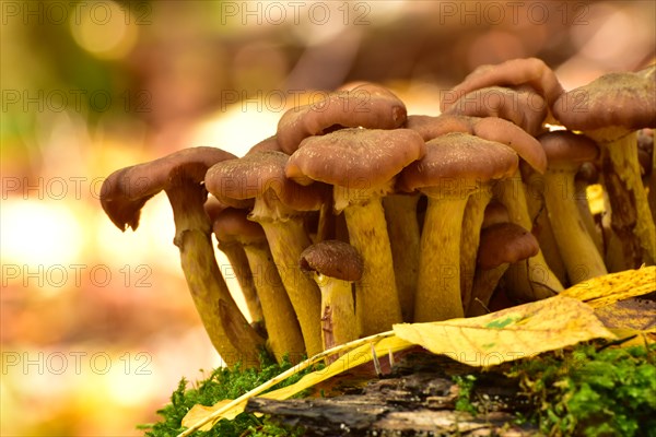 Group of parasitic wood dwellers Common armillaria solidipes