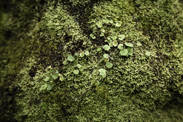 Leaves and moss closeup