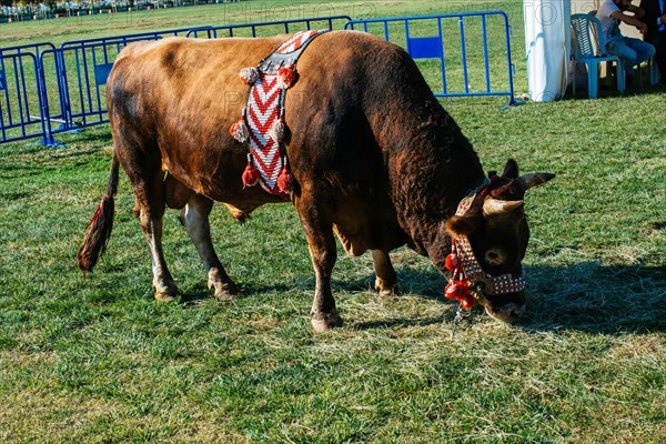 Brown bull with traditional Turkish fabric on it on green grass in display