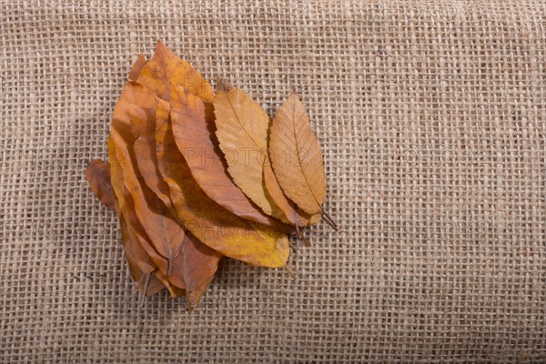 Dry Autumn season leaves on linen canvas