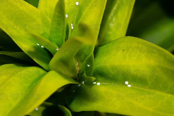 Crucian ant blue several white eggs on green leaves