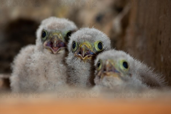 Kestrel three fledglings with open beaks sitting in nest in church tower looking in