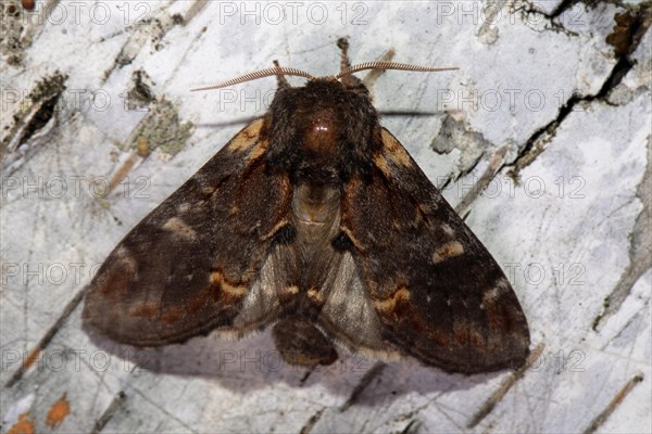 Dromedary tooth moth butterfly with open wings sitting on tree trunk from behind