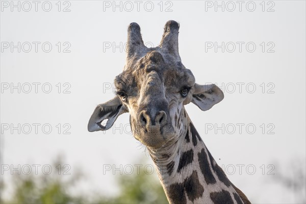 Rhodesian giraffe