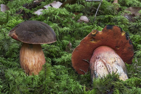 Dotted stem bolete