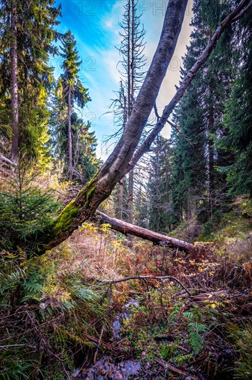 A small stream in the Schoenjungferngrund in the Ore Mountains