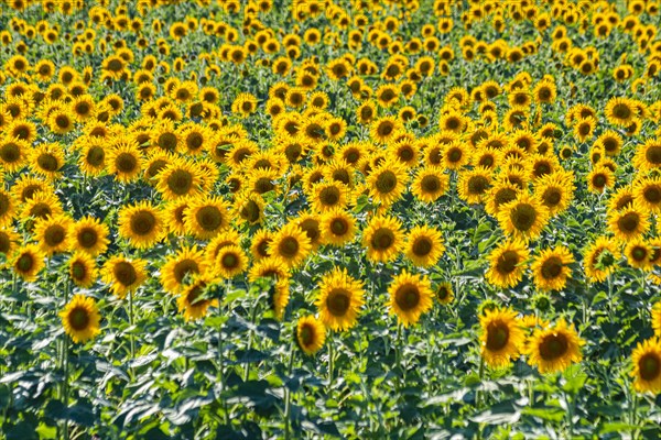 Field of sun flowers